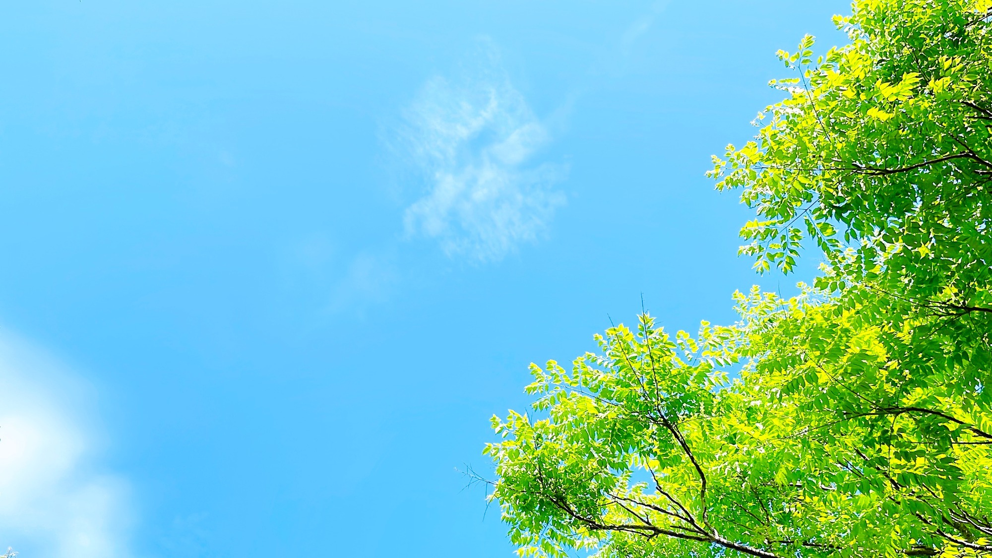 ヨシカワ｜菊名池薬局(妙蓮寺駅)｜滝の川薬局(神奈川駅)